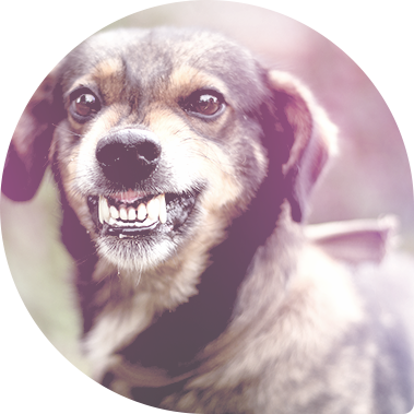 dog behaviour