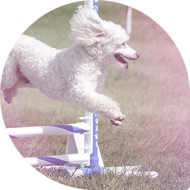 dog sports